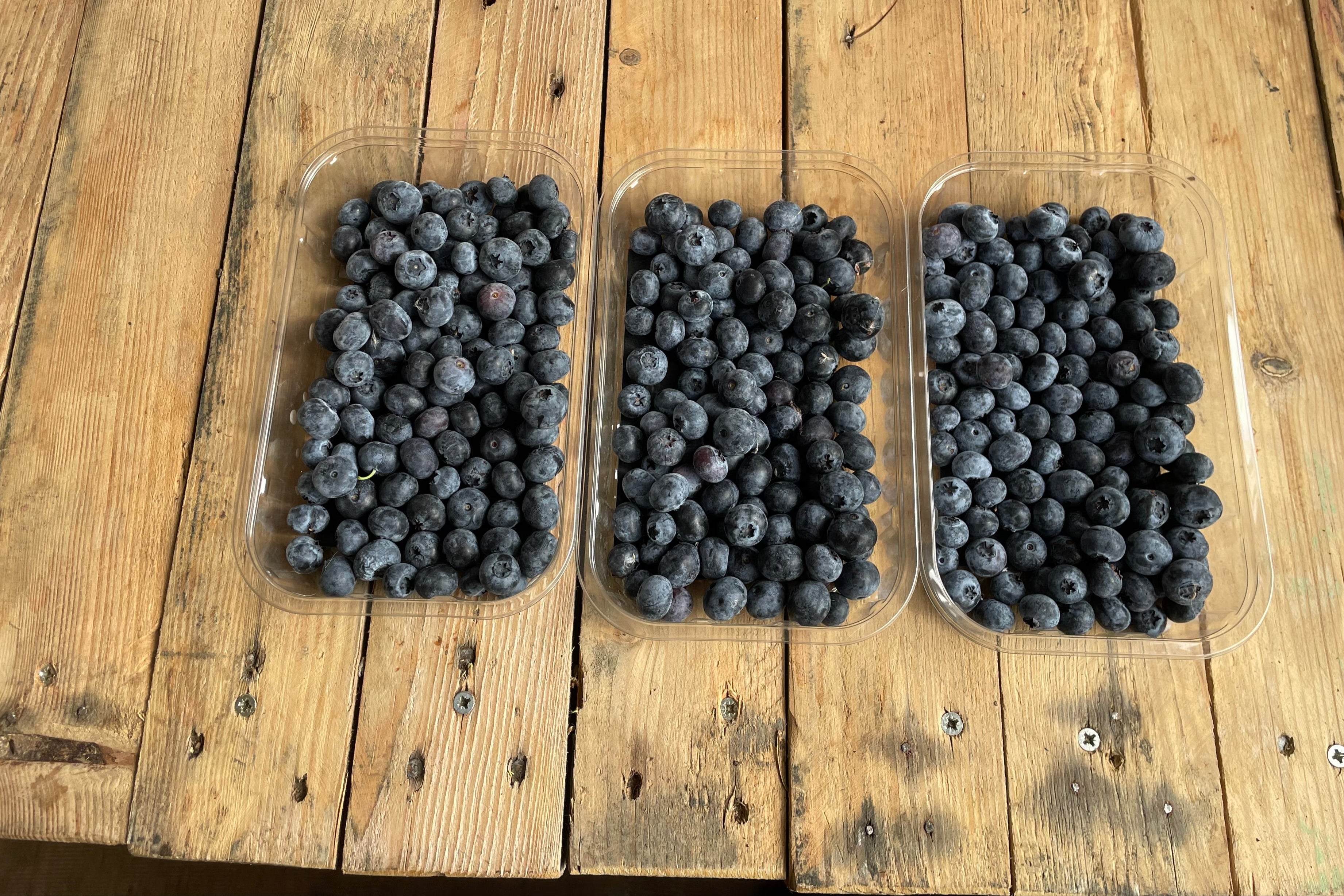 Billington Farm Blueberries